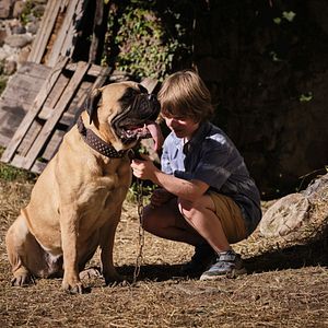Foto Lassie (Una nueva aventura)