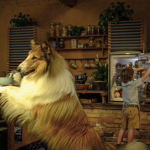 Foto Lassie (Una nueva aventura)