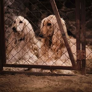 Foto Lassie (Una nueva aventura)