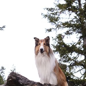 Foto Lassie (Una nueva aventura)