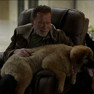 Foto Arnold Schwarzenegger