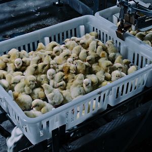 Foto Intoxicación: La cruda verdad de nuestra comida