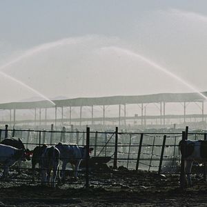 Foto Intoxicación: La cruda verdad de nuestra comida
