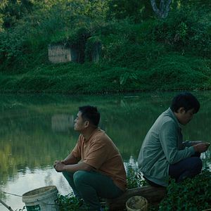 Foto El árbol de las mariposas doradas