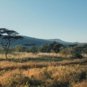 Foto Thabo y el caso del rinoceronte