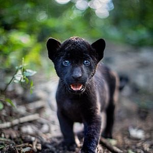 Foto Emma y el jaguar negro