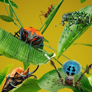 Foto Bichos: La verdadera aventura