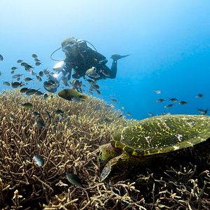 Foto Sonidos terrestres