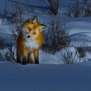 Foto Sonidos terrestres