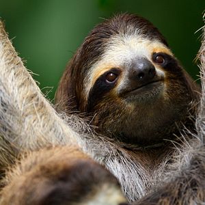 Foto Sonidos terrestres