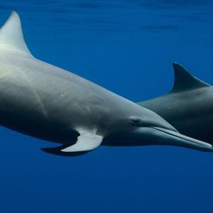 Foto Sonidos terrestres