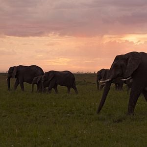 Foto Sonidos terrestres