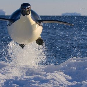 Foto Sonidos terrestres