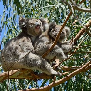 Foto Sonidos terrestres