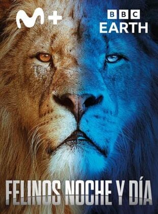 Cartel de Felinos noche y día