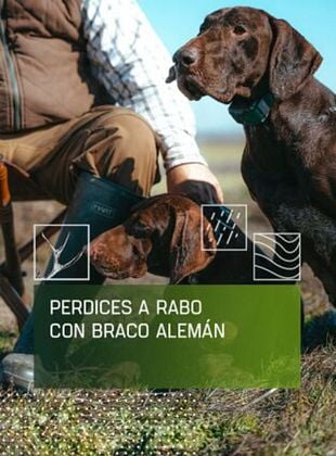 Cartel de Perdices a rabo con braco alemán