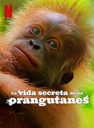  La vida secreta de los orangutanes