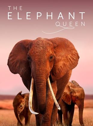  The Elephant Queen