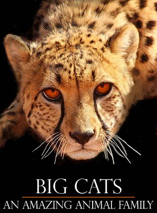 Cartel de Big Cats: La familia felina