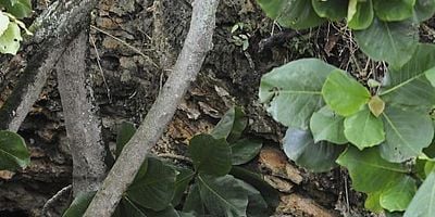 Cartel de Mai ho'oni I ka wai lana málie