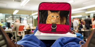 Cartel de Your Therapist and His Pussy Are Here