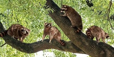 Cartel de I'm Not Crazy I Love You