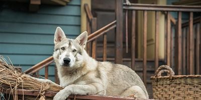 Cartel de America the Beautiful