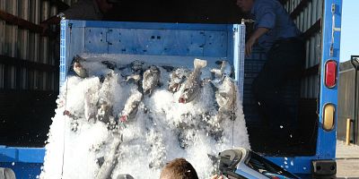 Cartel de What the Puck