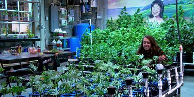 Cartel de Blue Dream