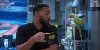 Cartel de Weed of Fortune