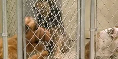 Cartel de Looking For Lucky