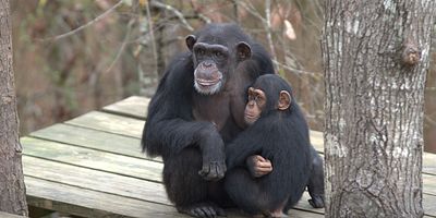 Cartel de Welcome to Chimp Haven