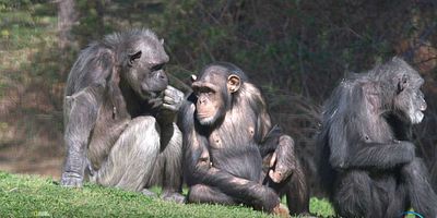 Cartel de Reign & Rivals