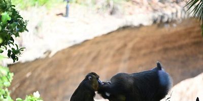 Cartel de Family Matters