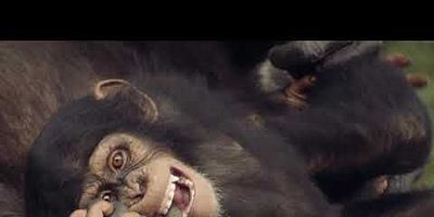 Cartel de Rivals and Rebels