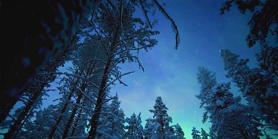 Cartel de Baer Woodlands