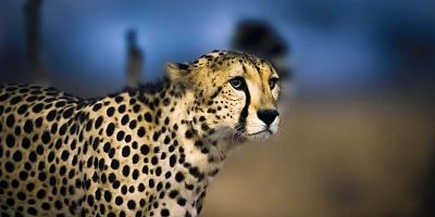 Cartel de Cheetah Plains