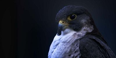 Cartel de Wild Cities