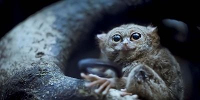 Cartel de Tarsier Forest