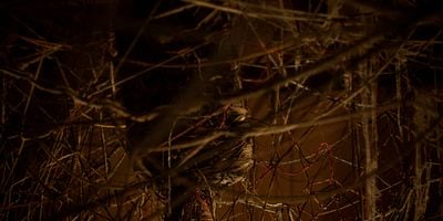 Cartel de Telarañas