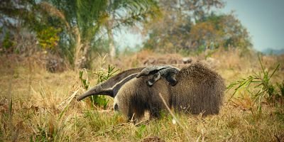 Cartel de The Elephant Seal