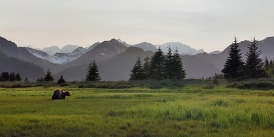 Cartel de The Brown Bear