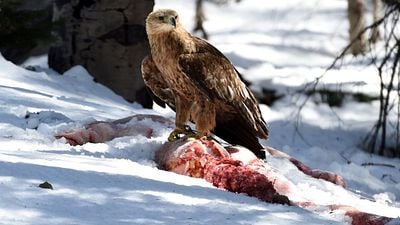 Alerta Prime Video: está a punto de desaparecer un 'thriller' de culto que merece una segunda oportunidad noticias imagen