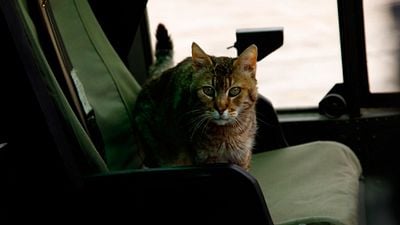 Prime Video está a punto de estrenar la secuela de uno de sus grandes éxitos: fue la película original internacional más vista de su historia noticias imagen