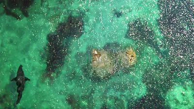 Sólo tienes 5 días para verla en Netflix: una tensa y escalofriante película de terror en alta mar noticias imagen