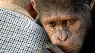 Nuevo tráiler de 'El origen del planeta de los simios' noticias imagen