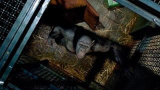 La secuela de 'El origen del planeta de los simios' cambia de guionista noticias imagen