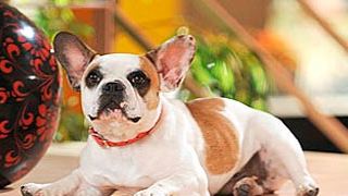 'Modern Family' despide a Stella y contrata otra perra para la cuarta temporada