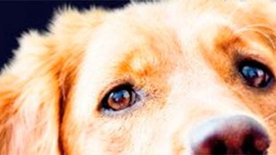 ‘El arte de conducir bajo la lluvia’: Disney adaptará la exitosa novela centrada en un perro noticias imagen