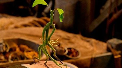 'Animales fantásticos y dónde encontrarlos': Nuevo tráiler internacional con material inédito noticias imagen